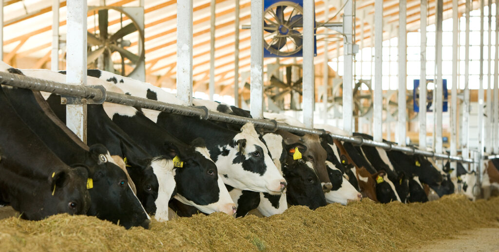 Ration for dairy cows
