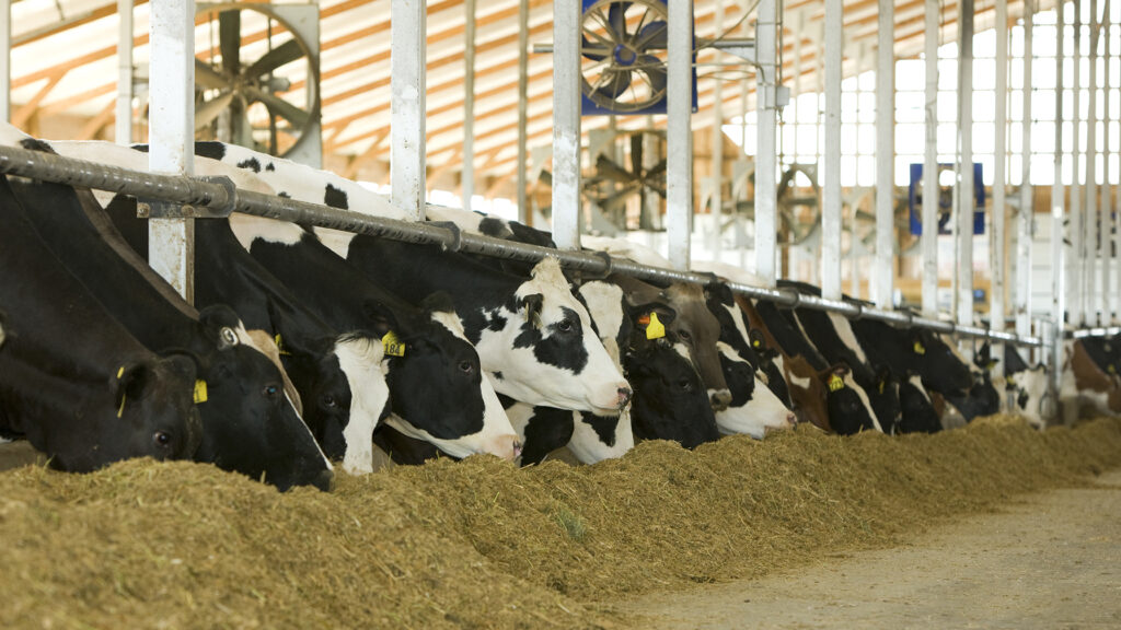 total mixed ration dropped in front of dairy cows eating
