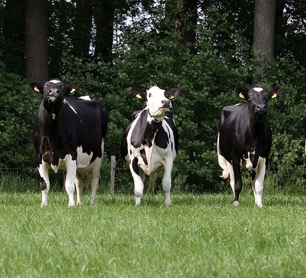 Holstein Friesian dairy cows in field