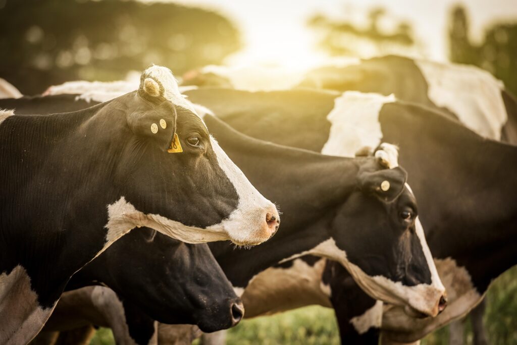 Dairy cows grazing in field with rising sun