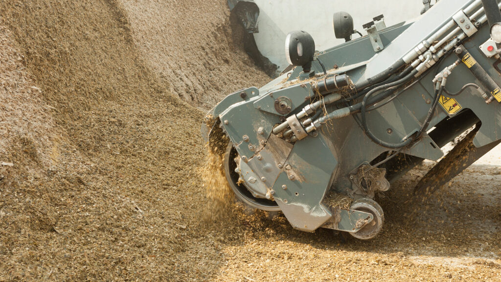 feeding corn silage to dairy cows