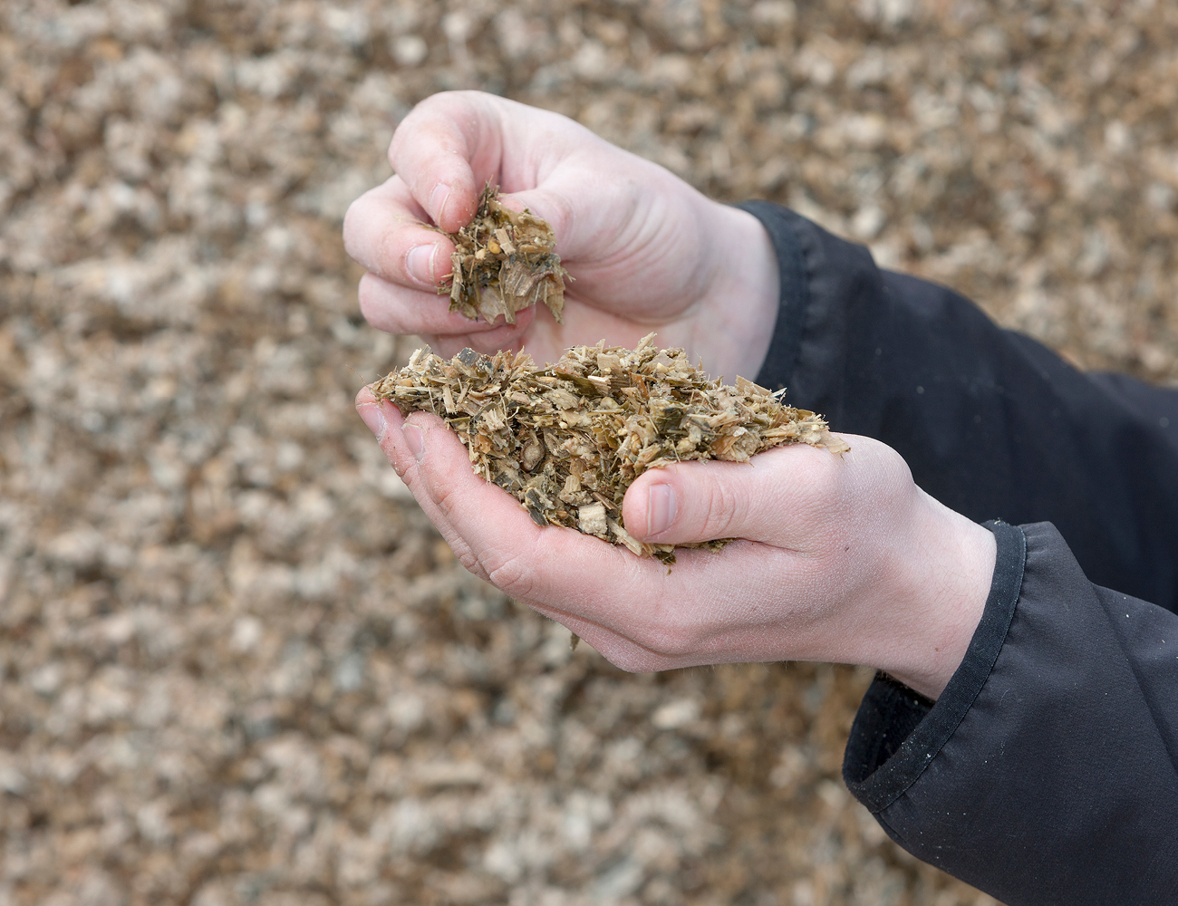 structure of corn silage feeding dairy cows