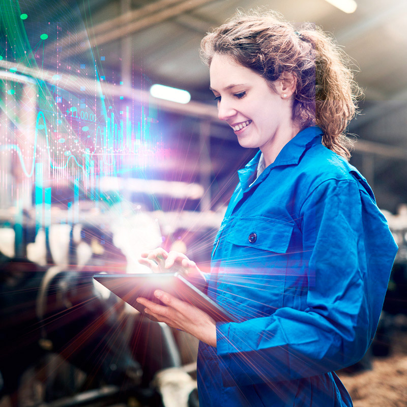 consulting dairy data using tablet cow-side