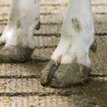 claws of dairy cow