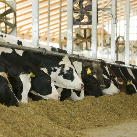 total mixed ration dropped in front of dairy cows eating