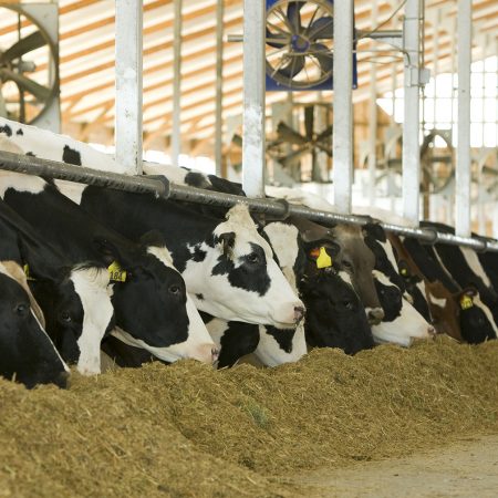dairy cows eating mixed ration total mixed ration dropped in front of dairy cows eating