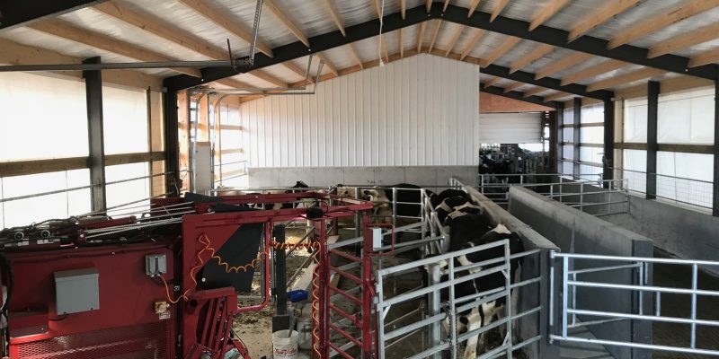 chute hoof trimming dairy cows